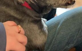Sam Demands Scratches - Animals - VIDEOTIME.COM