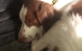 Could They Snore Any More? - Animals - VIDEOTIME.COM