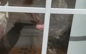 Pug Wants to be with Its Person - Animals - VIDEOTIME.COM