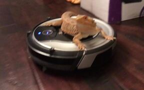 Bearded Dragon Takes Relaxing Roomba Ride - Animals - VIDEOTIME.COM