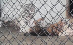 White Tiger And Brown Tiger - Animals - VIDEOTIME.COM