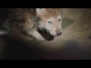 The Wolf and The Lion Official Trailer