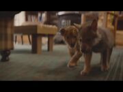 The Wolf and The Lion Official Trailer