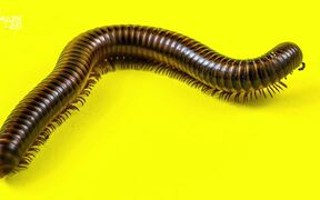 First True Millipede With More Than 1,000 Legs - Animals - VIDEOTIME.COM