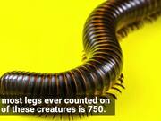 First True Millipede With More Than 1,000 Legs