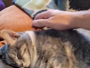 Cat Hugs Themselves While Sleeping