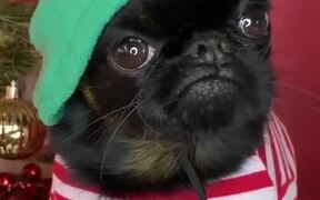 Dog Makes Grumpy Face  - Animals - VIDEOTIME.COM