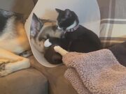 Kitten Showers Dog With Love by Licking Their Face