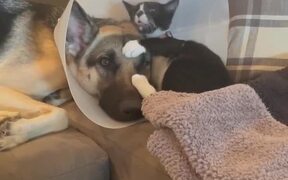 Kitten Showers Dog With Love by Licking Their Face - Animals - VIDEOTIME.COM