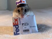 Owner Dresses Tiny Hamster in Unique Costumes