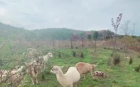 Sheep And Piglet Mingle With Each Other - Animals - VIDEOTIME.COM