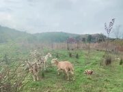 Sheep And Piglet Mingle With Each Other