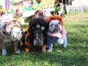Bulldogs Dressed in Costumes Hang Out in Yard