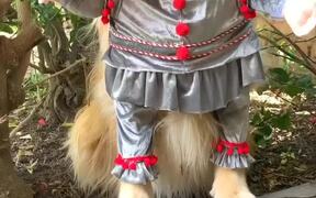 Golden Retriever Poses in Fictional Clown Costume - Animals - VIDEOTIME.COM