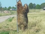 Bear Scratches Its Back Against Signpost By Road