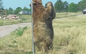 Bear Scratches Its Back Against Signpost By Road - Animals - VIDEOTIME.COM
