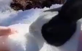 Rabbit Enjoys Eating Chunk of Ice Held By Owner - Animals - VIDEOTIME.COM