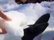 Rabbit Enjoys Eating Chunk of Ice Held By Owner