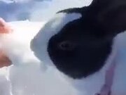 Rabbit Enjoys Eating Chunk of Ice Held By Owner