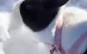 Rabbit Enjoys Eating Chunk of Ice Held By Owner - Animals - VIDEOTIME.COM