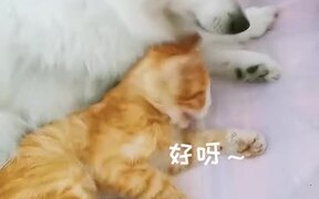 Dog Puts Their Paw Around Cat And Hugs Them - Animals - VIDEOTIME.COM