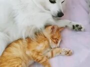 Dog Puts Their Paw Around Cat And Hugs Them