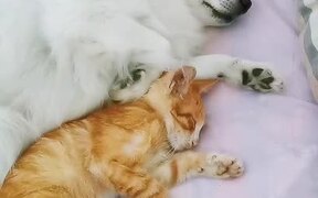 Dog Puts Their Paw Around Cat And Hugs Them - Animals - VIDEOTIME.COM