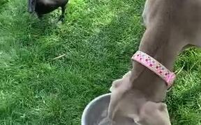 Dog and Duck Drink Water From Same Bowl - Animals - VIDEOTIME.COM
