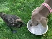 Dog and Duck Drink Water From Same Bowl