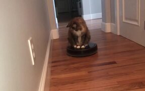 Cat Rides Robotic Vacuum Cleaner - Animals - VIDEOTIME.COM