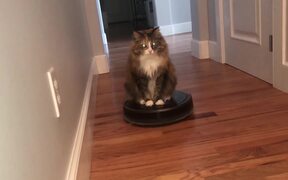 Cat Rides Robotic Vacuum Cleaner - Animals - VIDEOTIME.COM