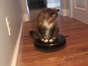 Cat Rides Robotic Vacuum Cleaner
