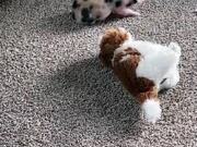 Mini Pig Plays With Toy and Rolls on the Floor
