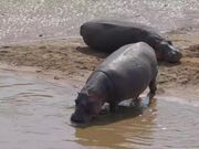 Hippo Poop Critical To Thriving Lake In Africa