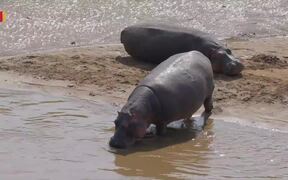 Hippo Poop Critical To Thriving Lake In Africa - Animals - VIDEOTIME.COM