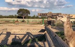 Llama and Man Spit at Each Other - Animals - VIDEOTIME.COM