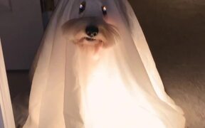 Dogs Sit in Dark Dressed As Ghosts For Halloween - Animals - VIDEOTIME.COM