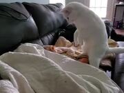 Cat Hits Dog Sleeping Under Blanket