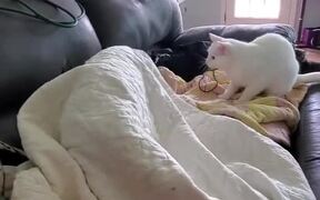 Cat Hits Dog Sleeping Under Blanket - Animals - VIDEOTIME.COM