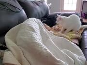 Cat Hits Dog Sleeping Under Blanket