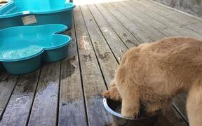 Dog Adorably Attempts to Swim Inside Container - Animals - VIDEOTIME.COM
