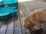 Dog Adorably Attempts to Swim Inside Container