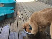 Dog Adorably Attempts to Swim Inside Container