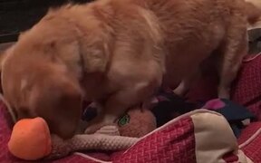 Dog Gets Excited - Animals - VIDEOTIME.COM