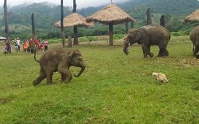 Baby Elephant And Dog Have Fun Together - Animals - VIDEOTIME.COM