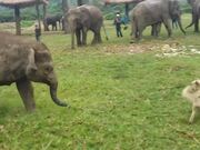 Baby Elephant And Dog Have Fun Together