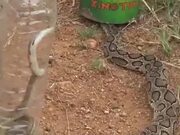 Snakes Roaming in Hosur