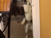 Husky Likes to Lick the Door