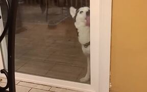 Husky Likes to Lick the Door - Animals - VIDEOTIME.COM