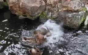 Ducks Duke It Out in Small Pond - Animals - VIDEOTIME.COM